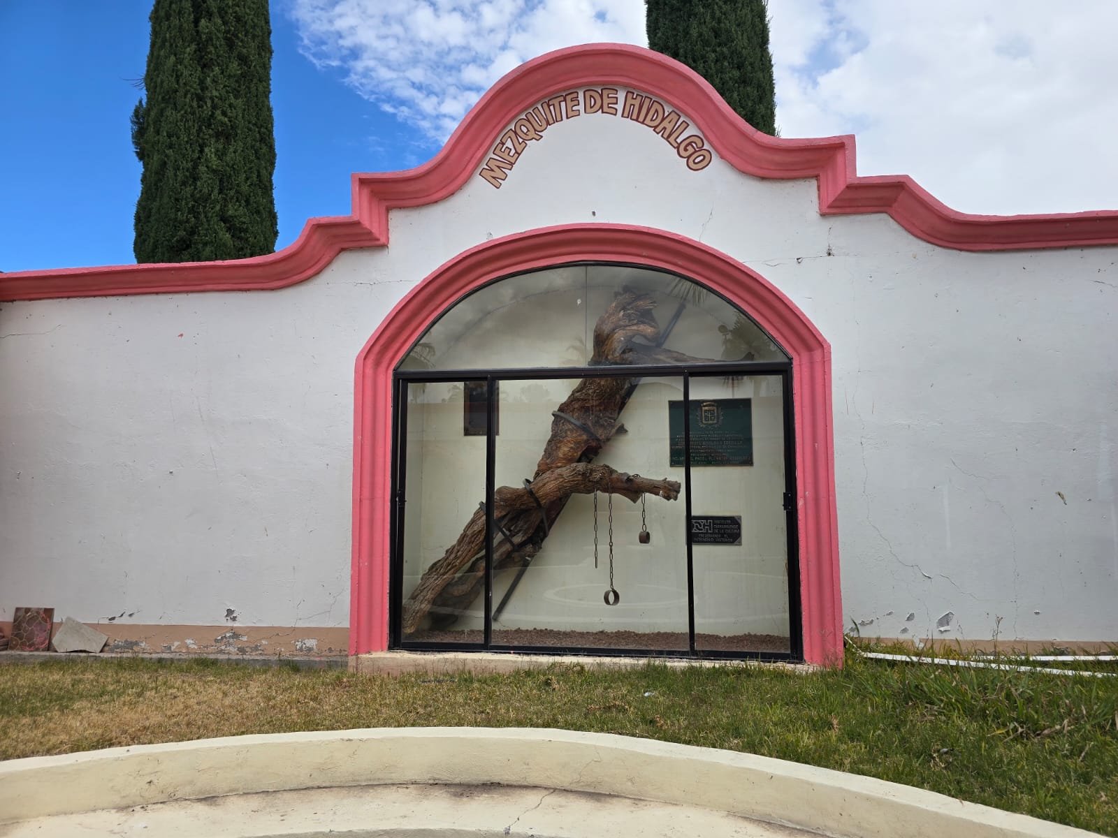 Mezquite de Miguel Hidalgo 